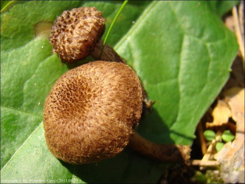 strzępiak wełnisty - zdjęcie główne