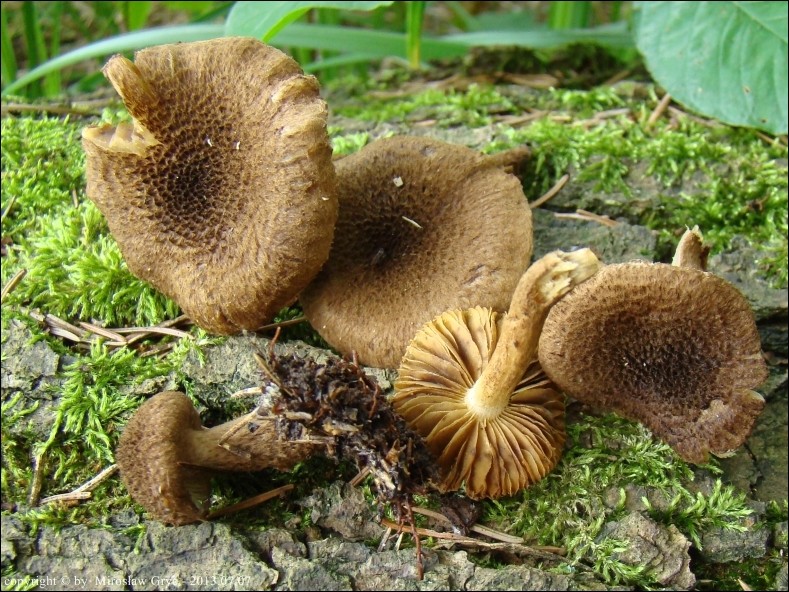 strzępiak ciemnołuseczkowaty - zdjęcie główne