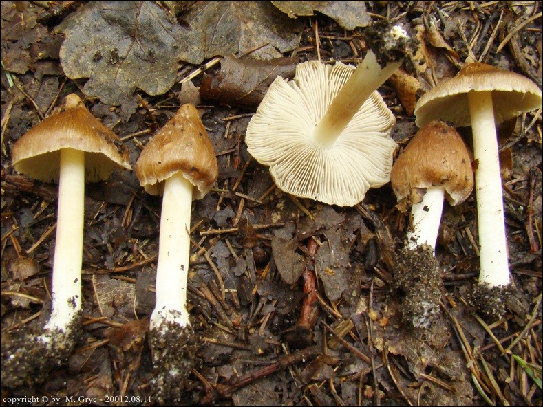 strzępiak plamisty - zdjęcie główne