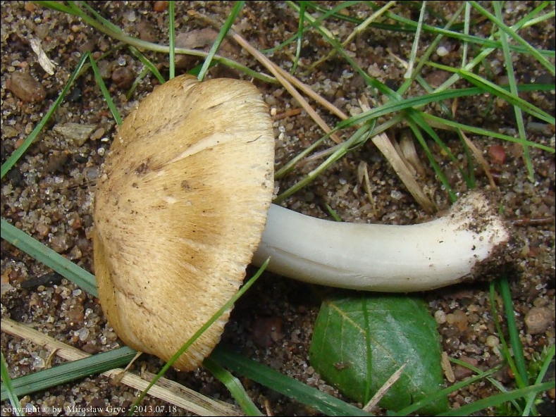 strzępiak perełkowy - zdjęcie główne