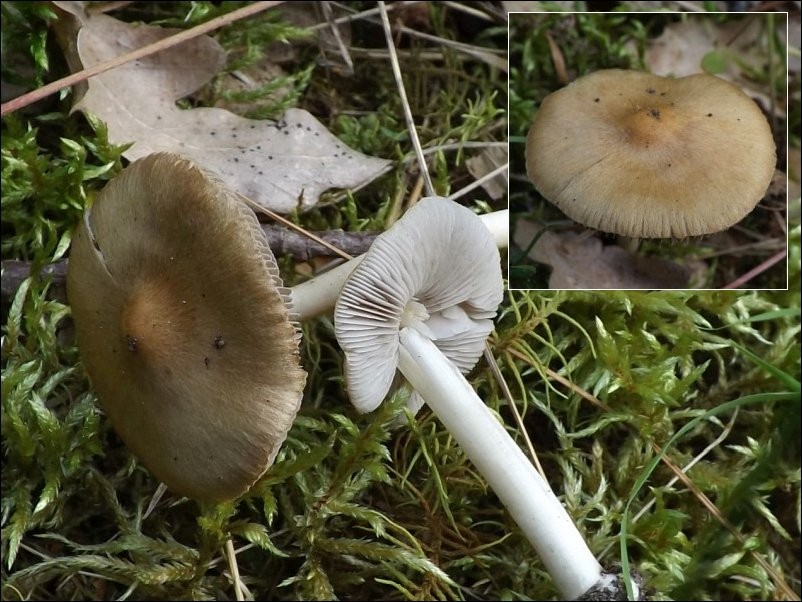 strzępiak jasnobrzegi - zdjęcie główne