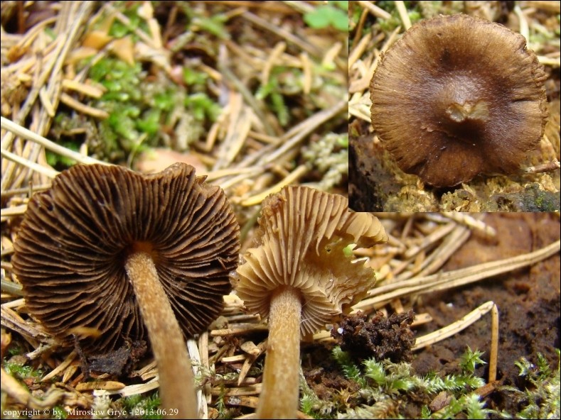 strzępiak rzepowaty - zdjęcie główne