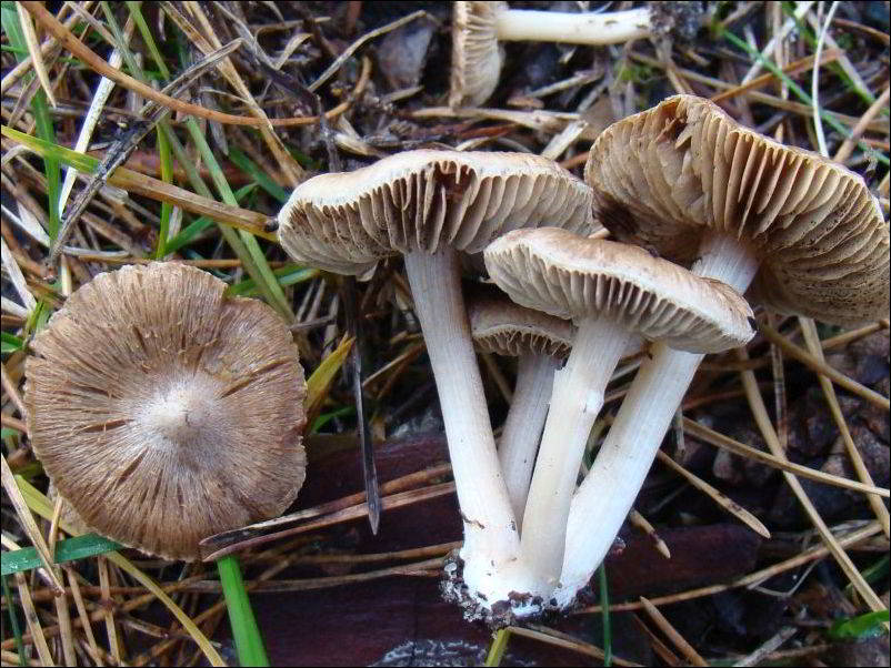 strzępiak ochrowobiały - zdjęcie główne