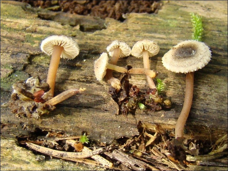 strzępiak malutki - zdjęcie główne