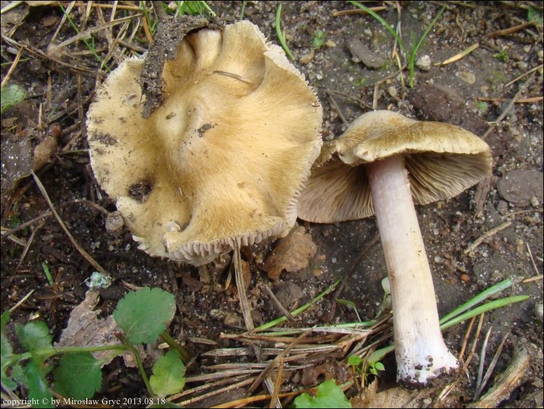 strzępiak cuchnący - zdjęcie główne