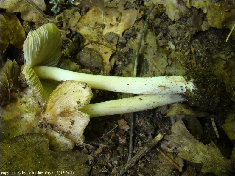 strzępiak porysowany - zdjęcie główne