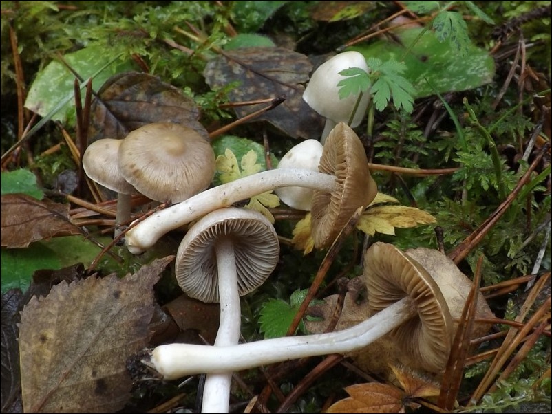 strzępiak drobnowłóknisty - zdjęcie główne