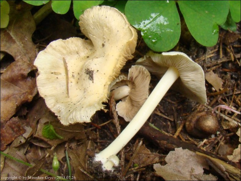 strzępiak białawy - zdjęcie główne