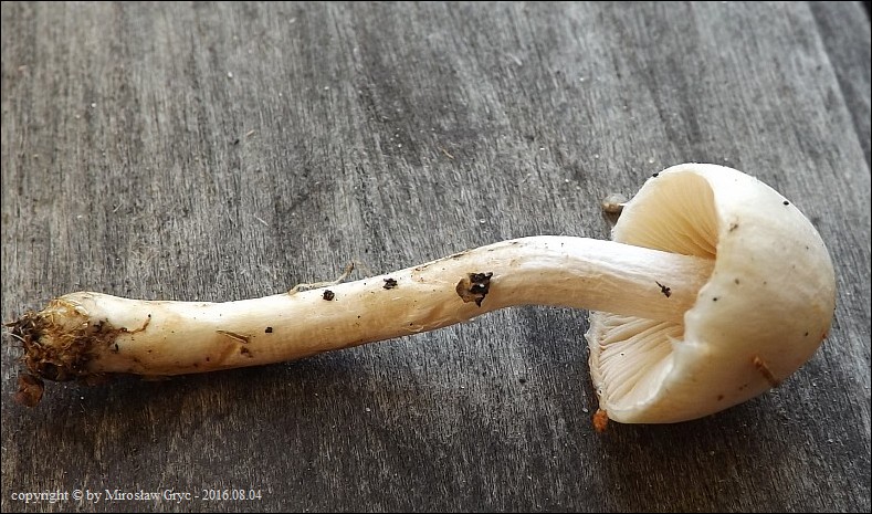 strzępiak pomarańczowoczerwonawy - zdjęcie główne