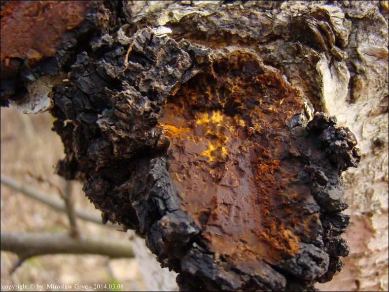 błyskoporek podkorowy - zdjęcie główne