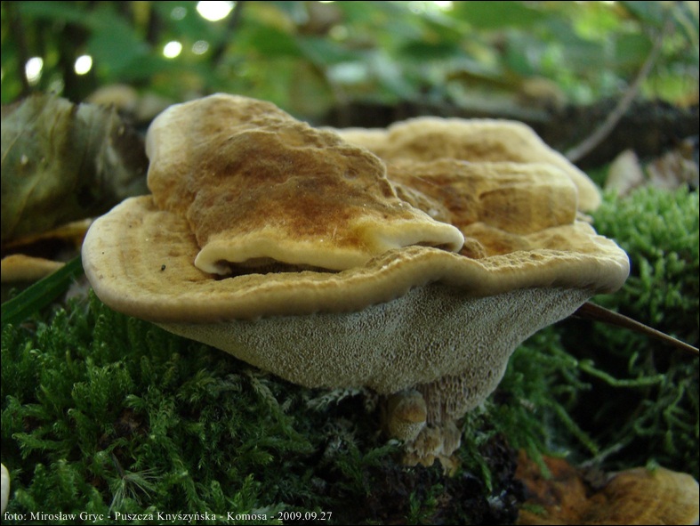 błyskoporek promienisty - zdjęcie główne