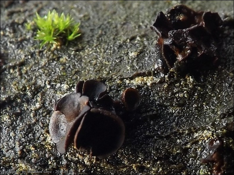 korzak czarniawy - zdjęcie główne