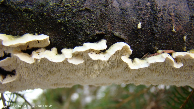porokolczak mleczny - zdjęcie główne