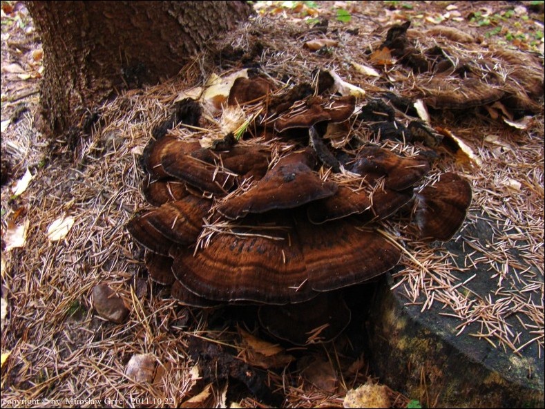 smolucha świerkowa - zdjęcie główne