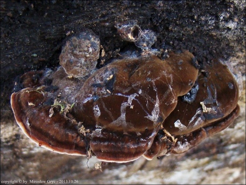smolucha bukowa - zdjęcie główne