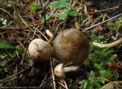 Inocybe sp. (2014.06.15)