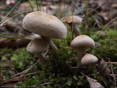 Inocybe sp. (2014.08.29)
