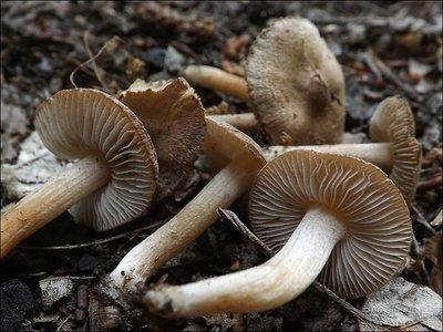 Inocybe albomarginata
