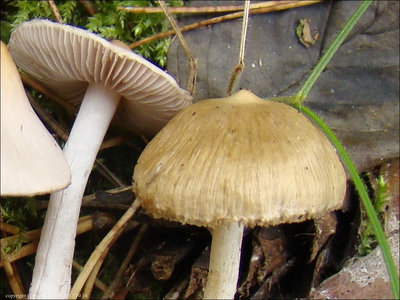 Inocybe albovelutipes