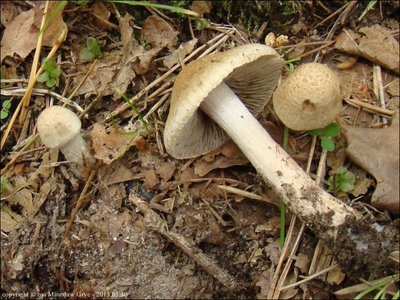 Inocybe bongardiivar. pisciodora