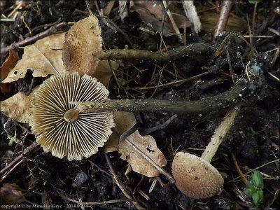 Inocybe calamistrata