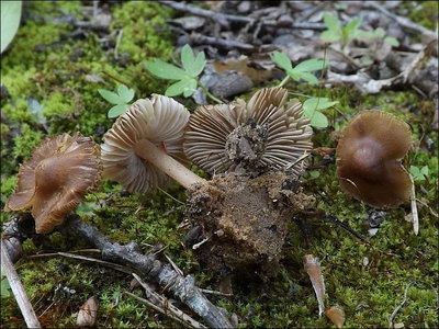 Inocybe calida