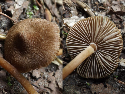 Inocybe calospora
