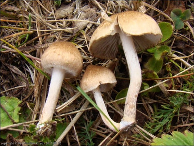 Inocybe curvipes