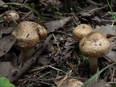 Inocybe erinaceomorpha
