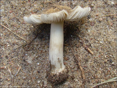 Inocybe fibrosa