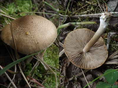 Inocybe flocculosa