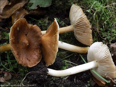Inocybe fulva