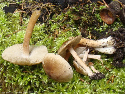 Inocybe fuscidulavar. bisporigera