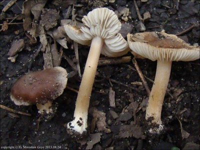 Inocybe grammata