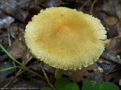 Inocybe hirtella var. bispora