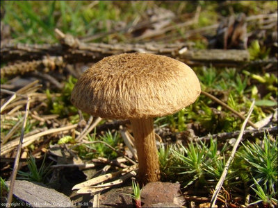 Inocybe lacera var. lacera