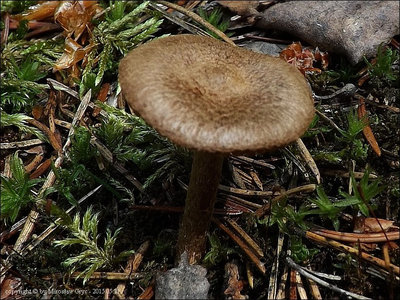 Inocybe lacera var. rhacodes