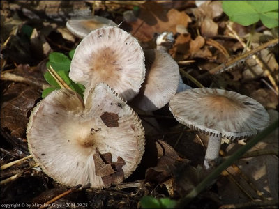 Inocybe lilacina