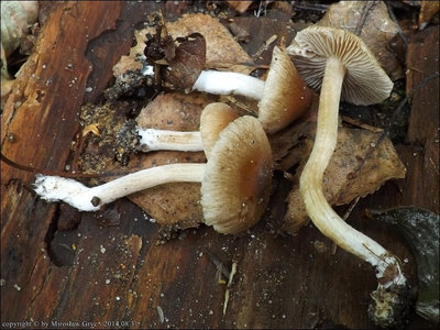 Inocybe microspora