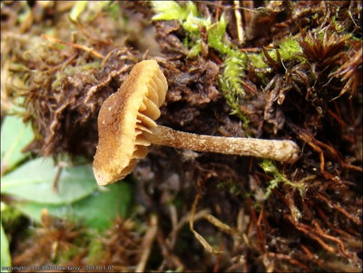 Inocybe nematoloma