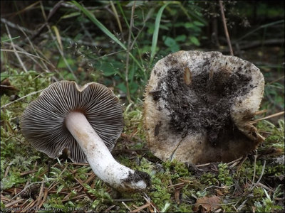 Inocybe oblectabilis