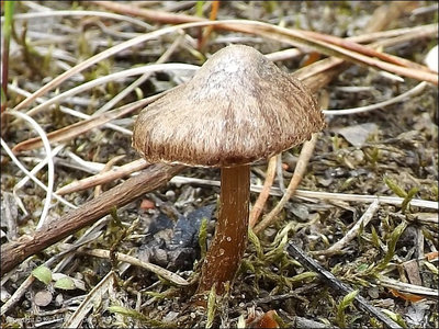 Inocybe obscurobadia