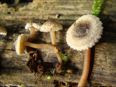 Inocybe petiginosa
