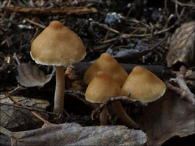 Inocybe posterula