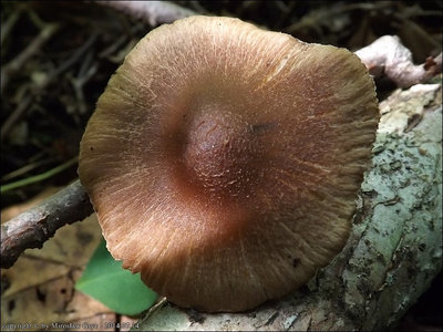 I. pseudoasterospora var. microsperma