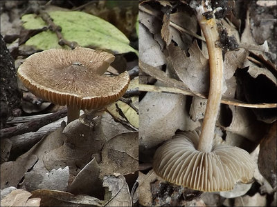 Inocybe pseudodestricta