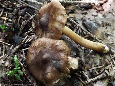 Inocybe soluta