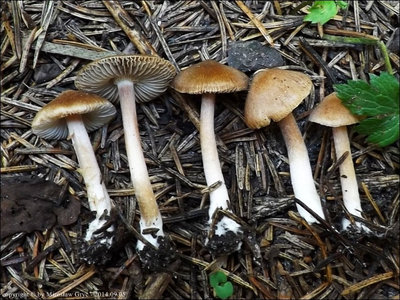 I. splendens var. phaeoleuca