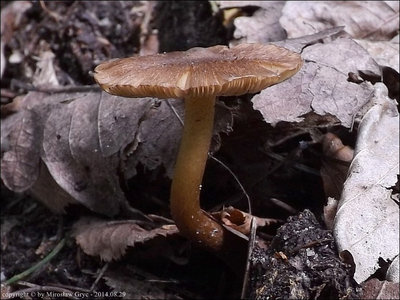 Inocybe subcarpta