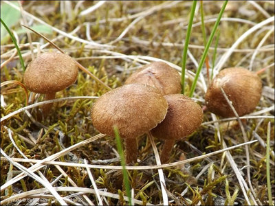 Inocybe subporospora